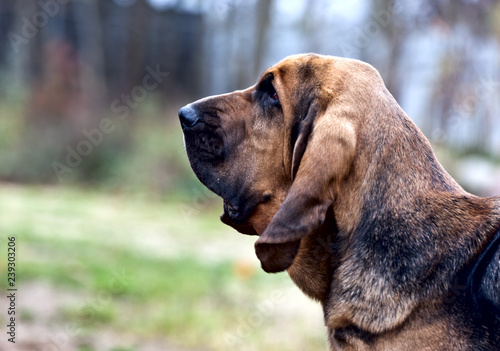 Dog breed bloodhound portrait on nature