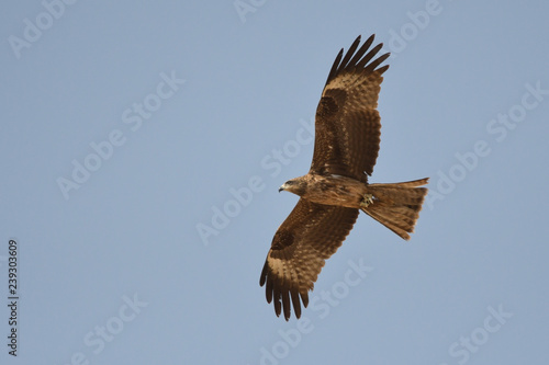 Silhouette of a bird of prey in flight. Black Kite / Milvus migrans