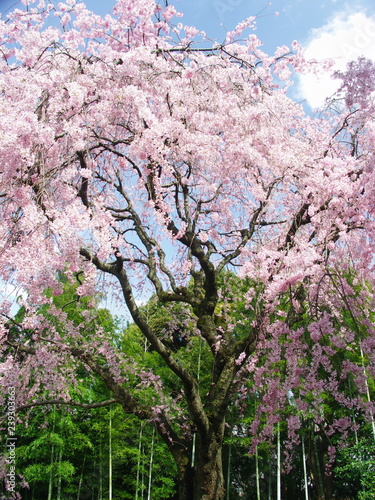 Wallpaper Mural 枝垂れ桜と竹林 Torontodigital.ca