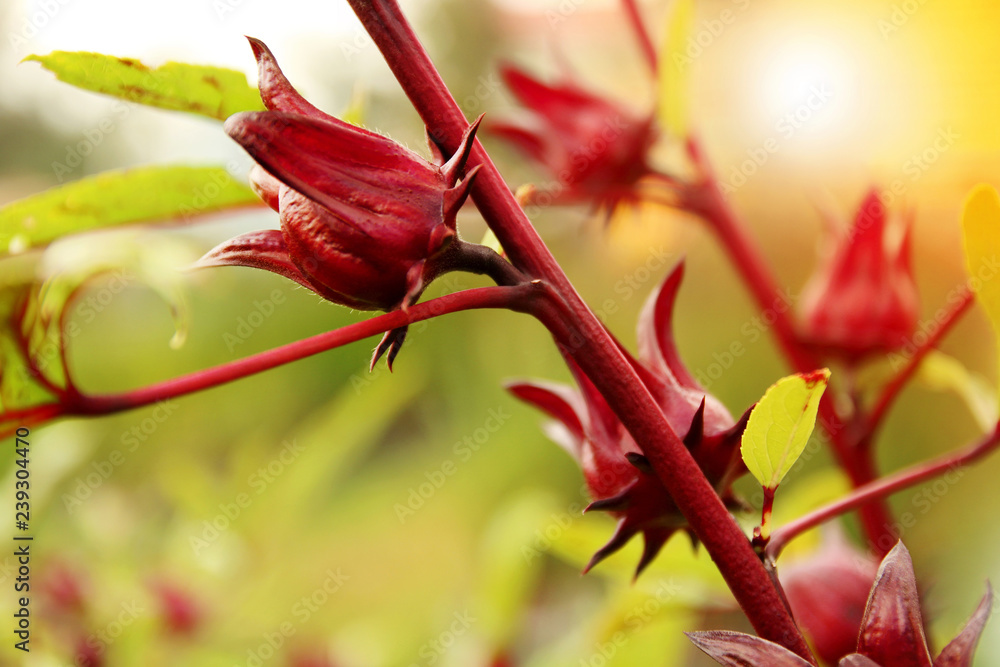 Obraz premium Red roselle fruit (okra) growing in the garden.