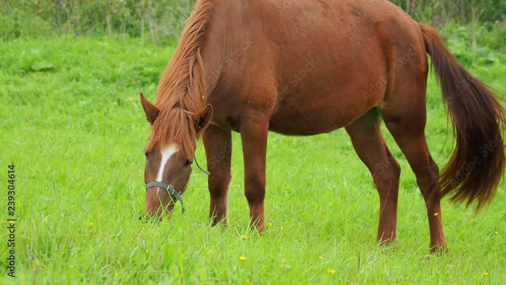 Bay horse grazes on a green meadow and eats fresh grass. Kenozerskiy national park, Russia. Bay horse grazes on a green meadow and eats fresh grass. Kenozerskiy national park, Russia.