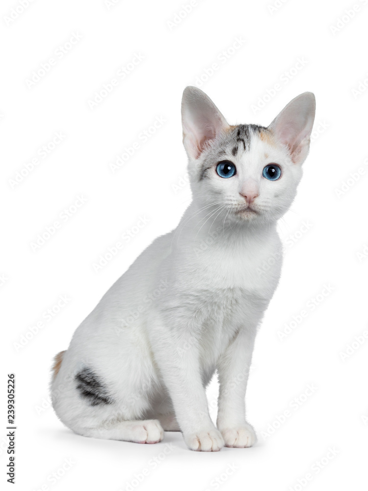 Cute silver patterned shorthair Japanese Bobtail cat kitten sitting half side ways, looking at lens with blue eyes. Isolated on white background.