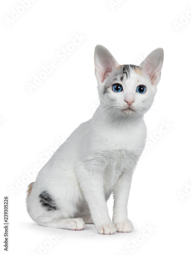 Cute silver patterned shorthair Japanese Bobtail cat kitten sitting half side ways, looking at lens with blue eyes. Isolated on white background. © Nynke