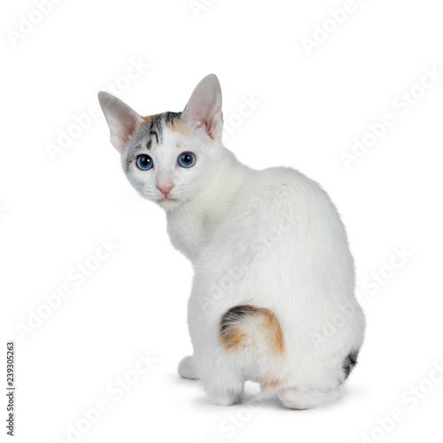 Fotografie Cute silver patterned shorthair Japanese Bobtail cat kitten sitting backwards, looking over shoulder at lens with blue eyes