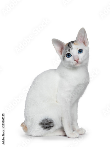 Obraz na plátně Cute silver patterned shorthair Japanese Bobtail cat kitten sitting side ways, looking at lens with blue eyes