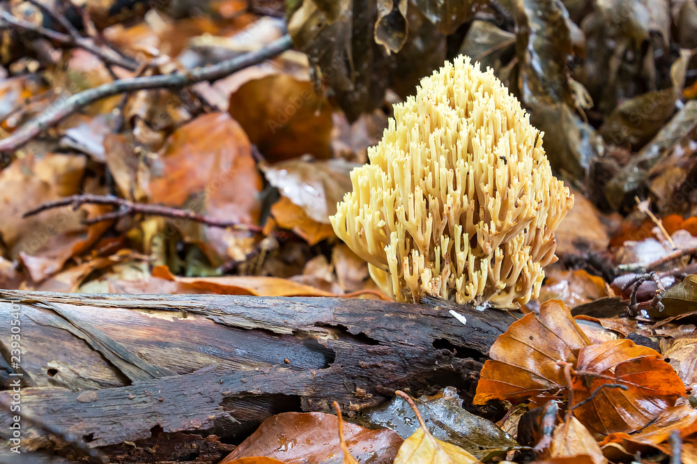 A beautiful white Ramaria formosa mushroom on a peace of wood in the forrest A beautiful white Ramaria formosa mushroom on a peace of wood in the forrest