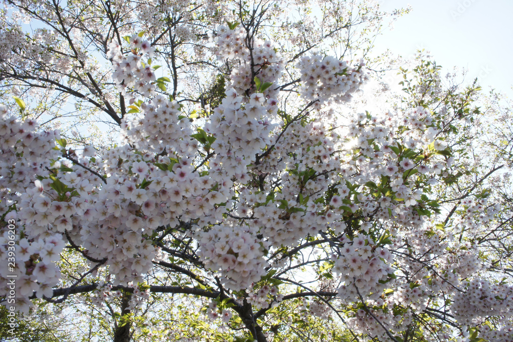 小樽の桜 小樽の桜