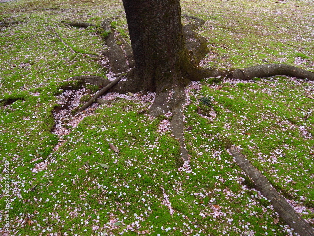 Fototapeta premium サクラの花ビラ散る風景