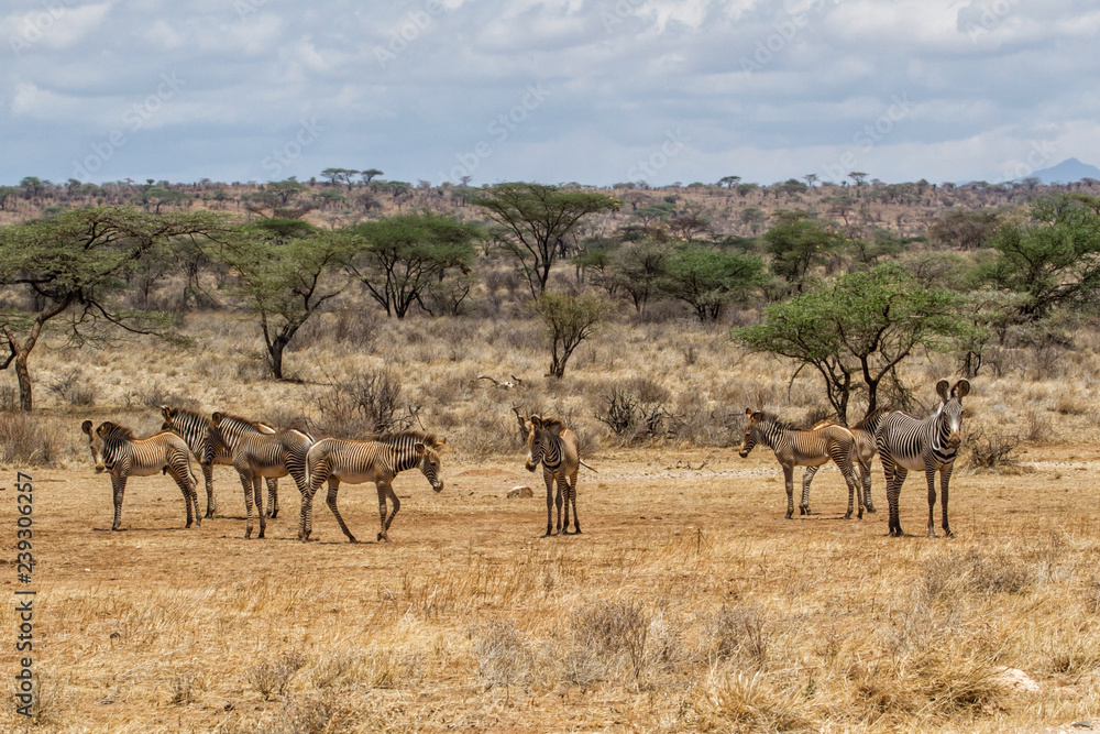 Gerevy zebra family in the dry Samburu National Park in Kenya Gerevy zebra family in the dry Samburu National Park in Kenya