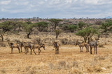Gerevy zebra family in the dry Samburu National Park in Kenya