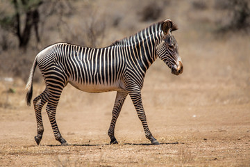 Fototapete Zebra Grevyzebra im trockenen Samburu Kenia  © henk bogaard