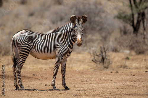 Gerevy zebra in the dry Samburu National Park in Kenya photo