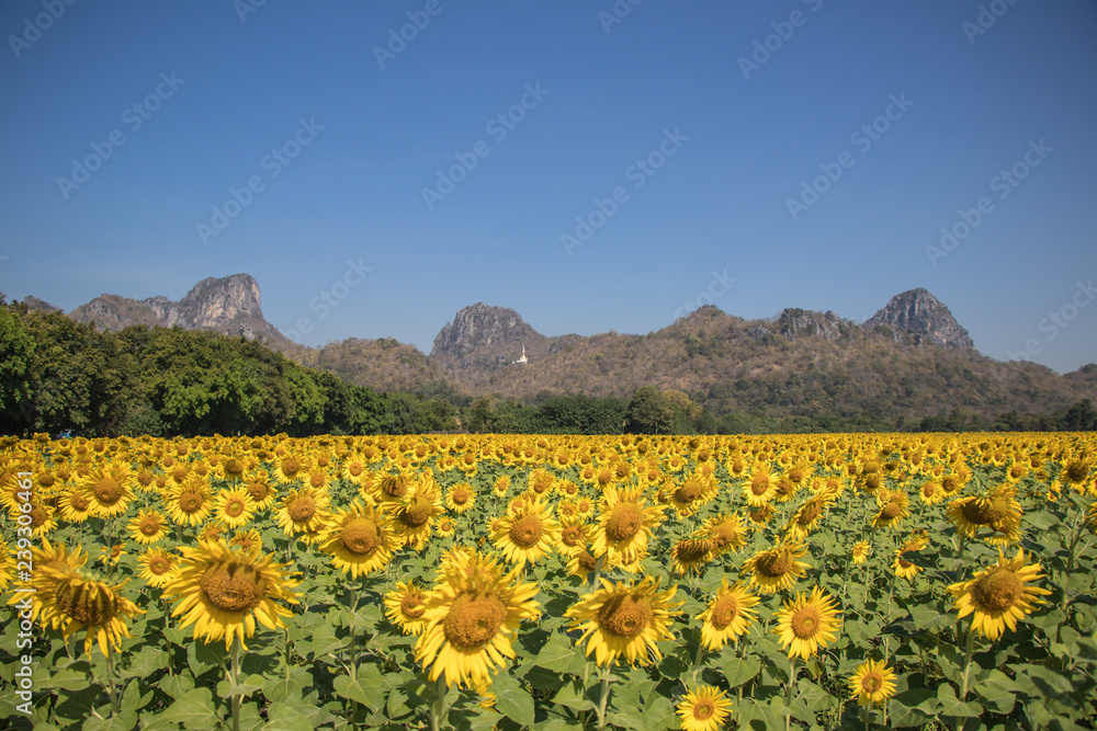 Field of blooming sunflowers.