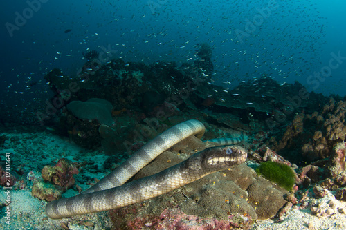 Banded Sea Snake 