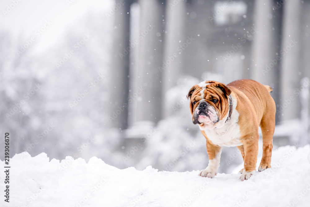 English bulldog in the snow