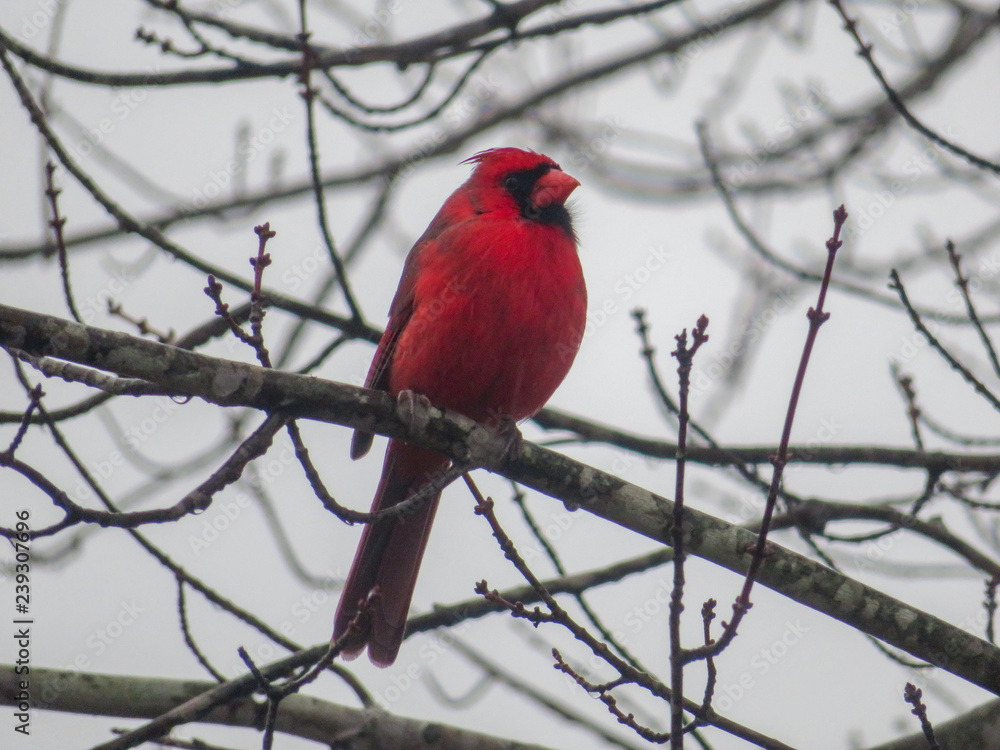 Cardinal on a branch on tennessee Cardinal on a branch on tennessee