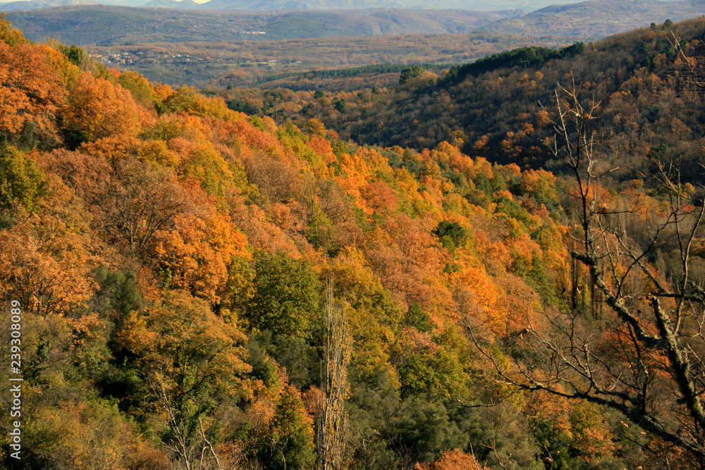 Autumn colors landscape