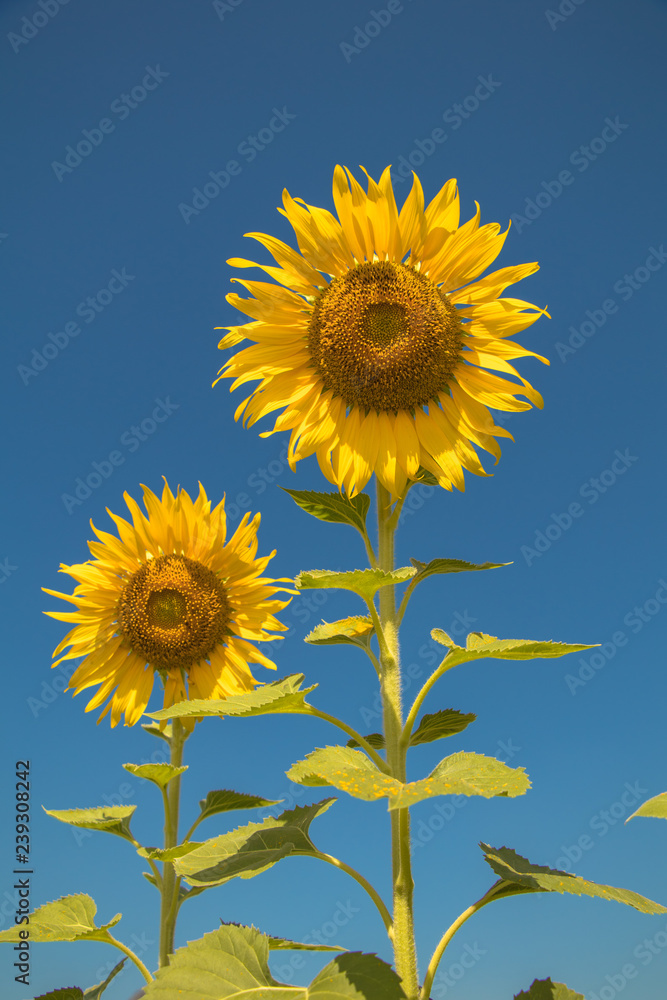 Close up sun flowers and blue sky background.A beautiful yellow flowers in fields. Close up sun flowers and blue sky background.A beautiful yellow flowers in fields.