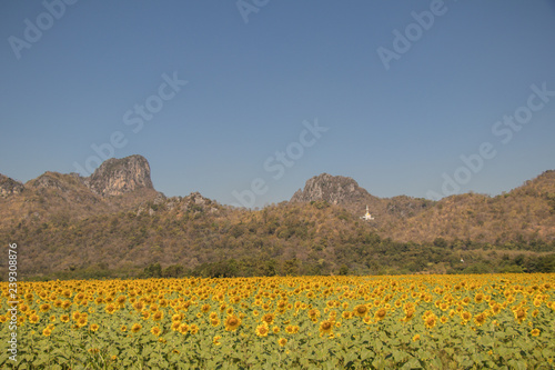 Field of blooming sunflowers.