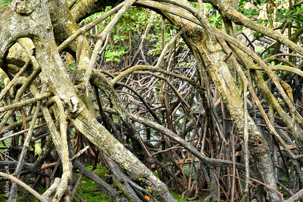 Mangroves forest Coastal Area Mangroves forest Coastal Area