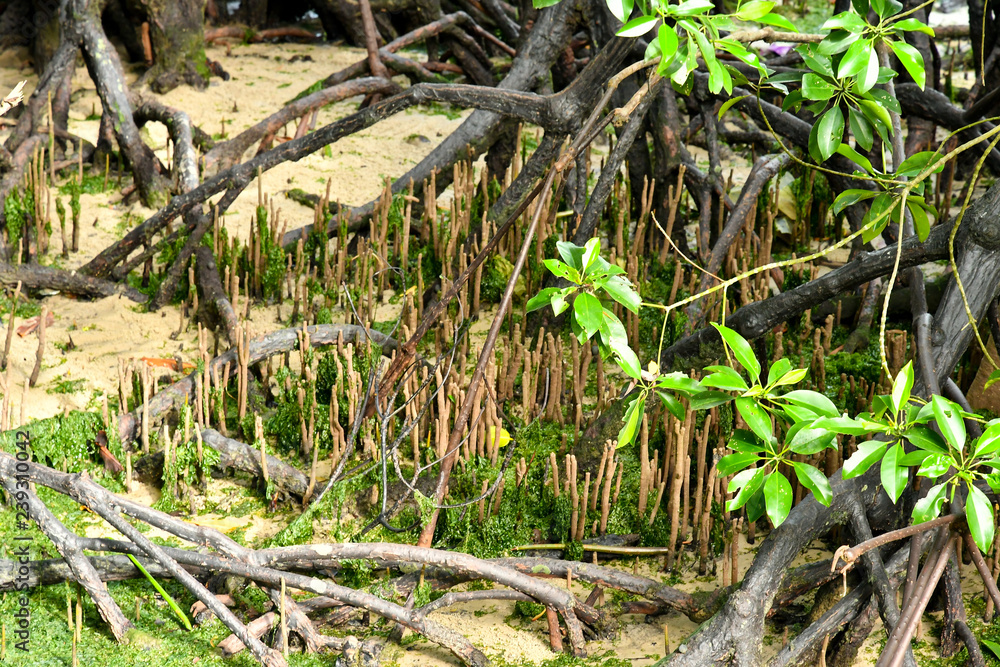 Mangroves forest Coastal Area Mangroves forest Coastal Area