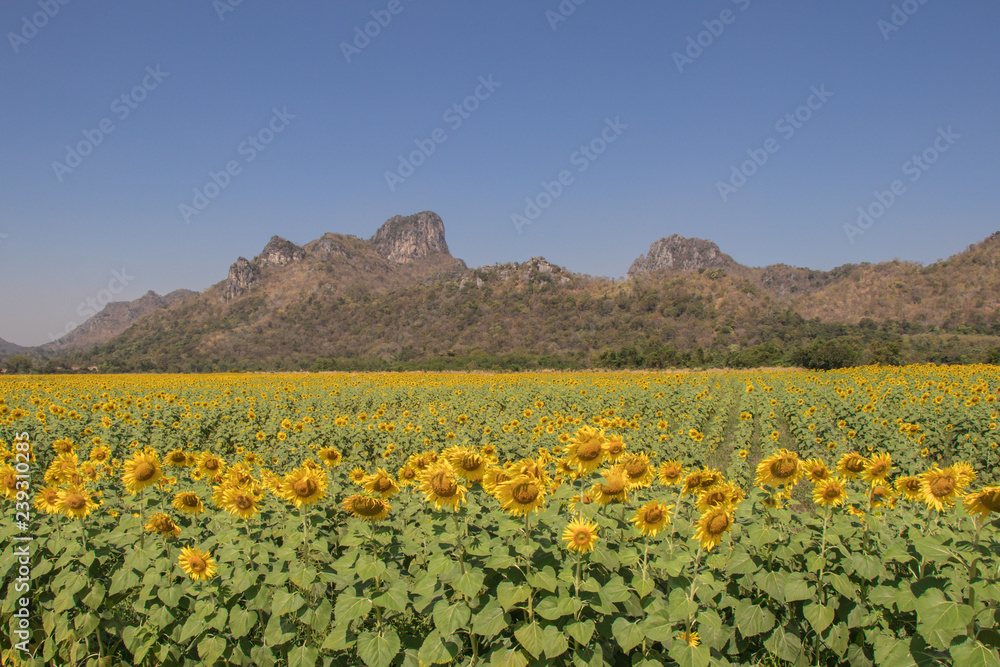 field of blooming sunflowers on a nature background.