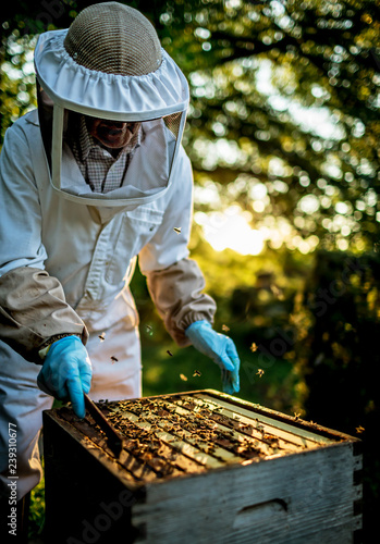beekeeper working with beehive