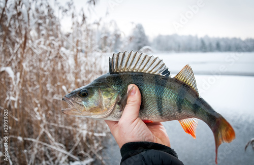 Winter perch - ice fishing trophy