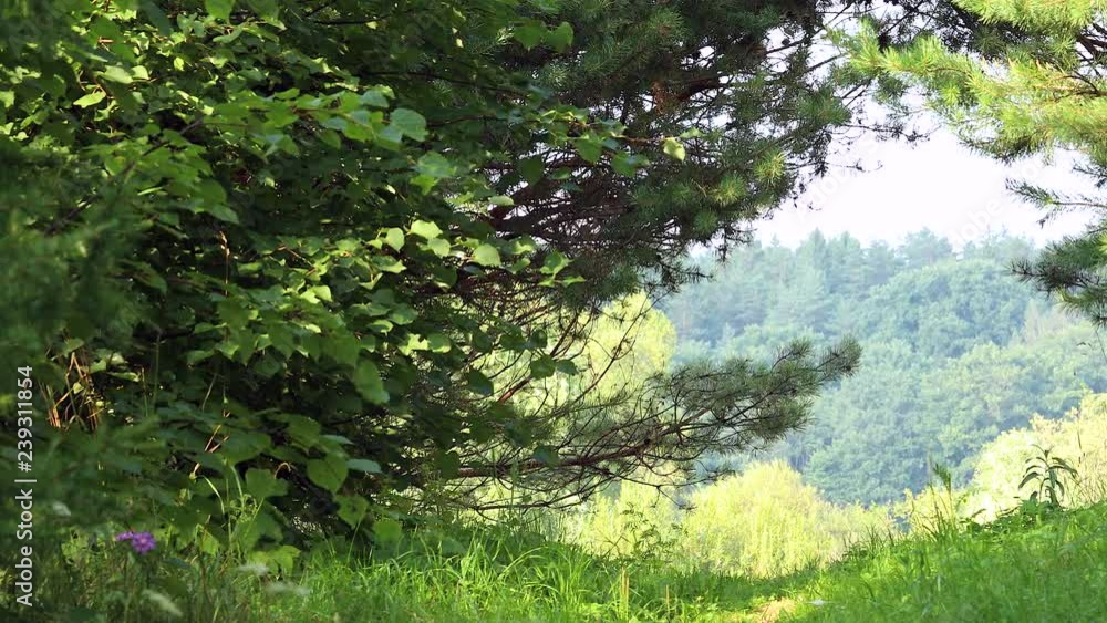 Pathway in summer forest. Sunny day, idyllic landscape Pathway in summer forest. Sunny day, idyllic landscape