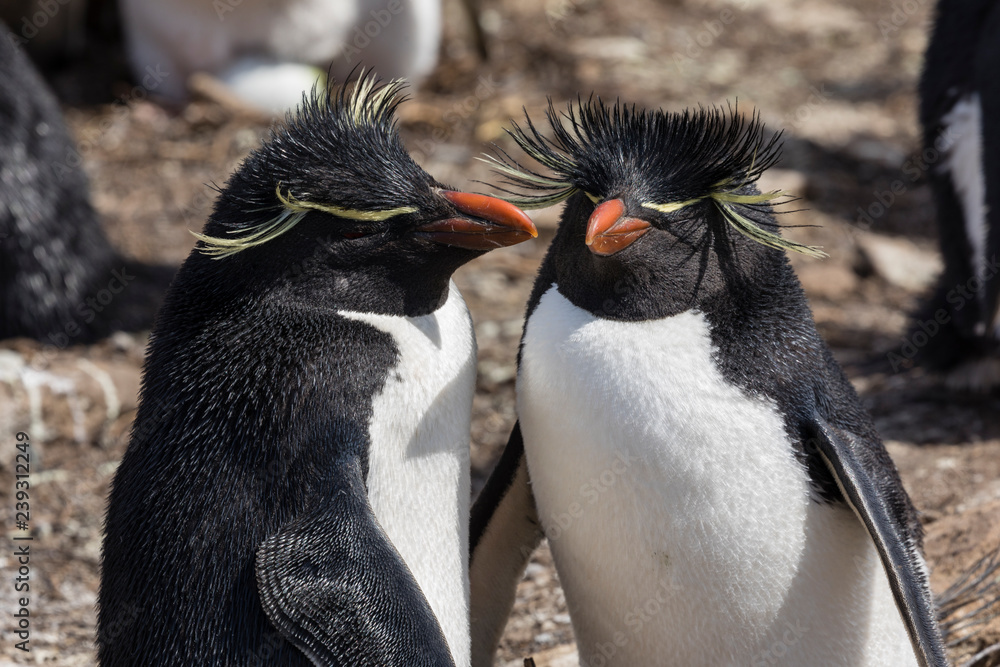 Naklejka premium A Rockhopper penguin couple on Saunders Island, Falkland Islands