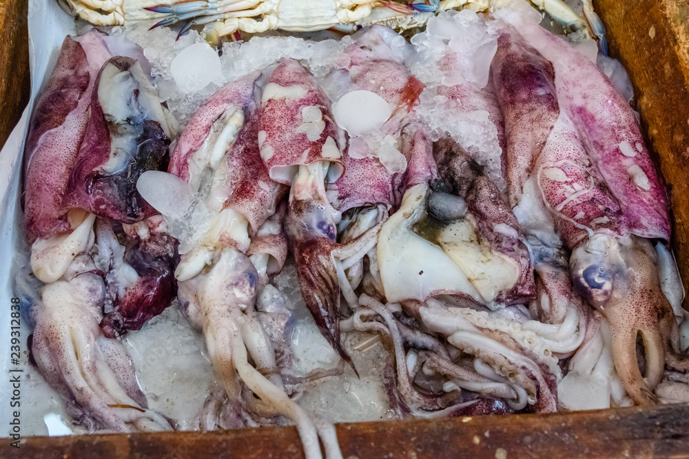 Raw squids on a fish market in Hurghada city, Egypt