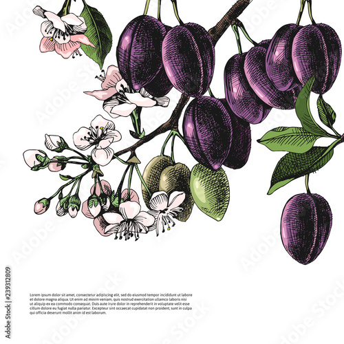 Background with hand drawn plum branches