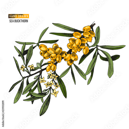 Hand drawn sea buckhorn branch