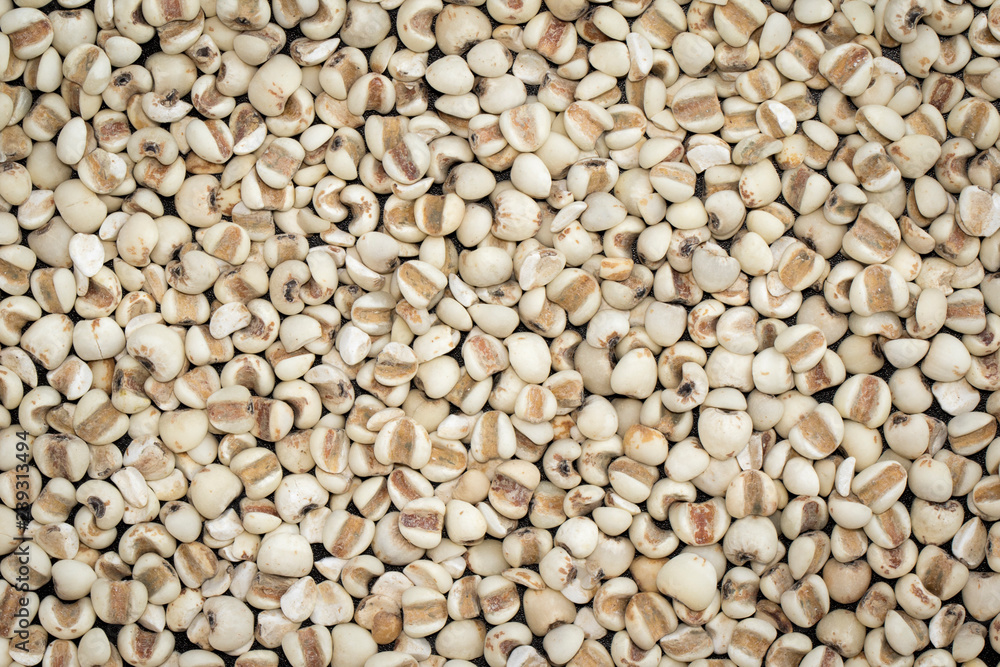 image of job's tears or Coix lacryma-jobi isolated. background texture. Food. image of job's tears or Coix lacryma-jobi isolated. background texture. Food.