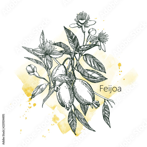 Collection of feijoa fruit, flower, leaves and feijoa slice. Vector hand drawn illustration.