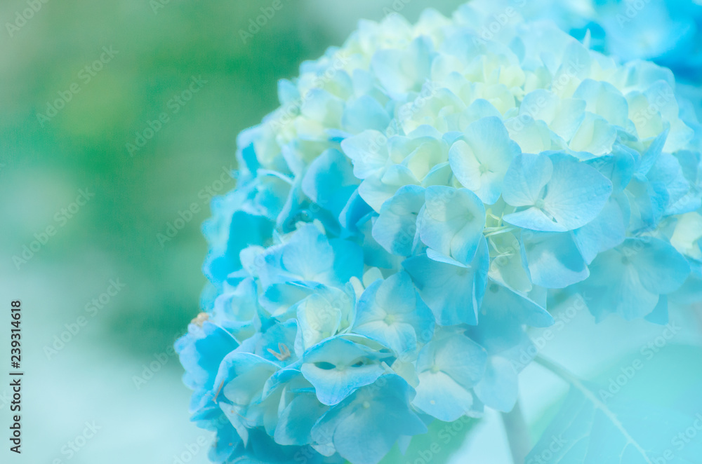 hydrangea flowers close up hydrangea flowers close up