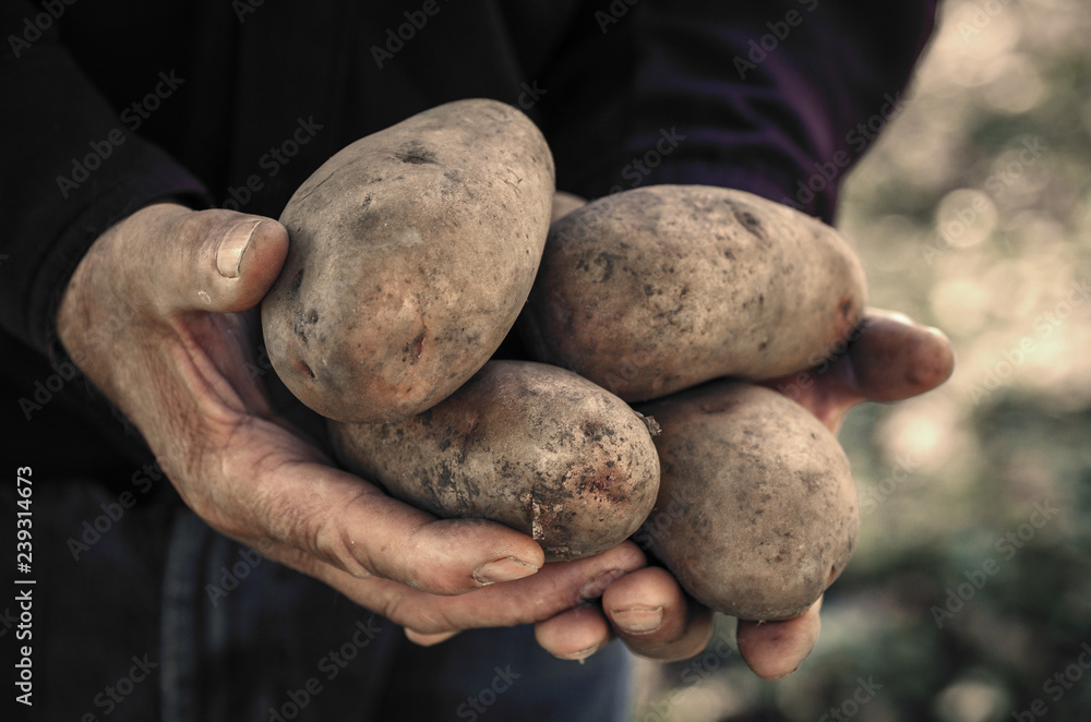 Hands holding fresh potatoes just dug out of the ground Hands holding fresh potatoes just dug out of the ground