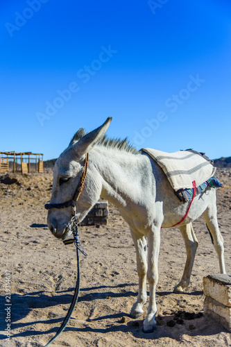 White donkey in a egyptian desert not far from Hurghada city