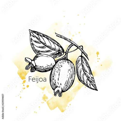 Collection of feijoa fruit, flower, leaves and feijoa slice. Vector hand drawn illustration.