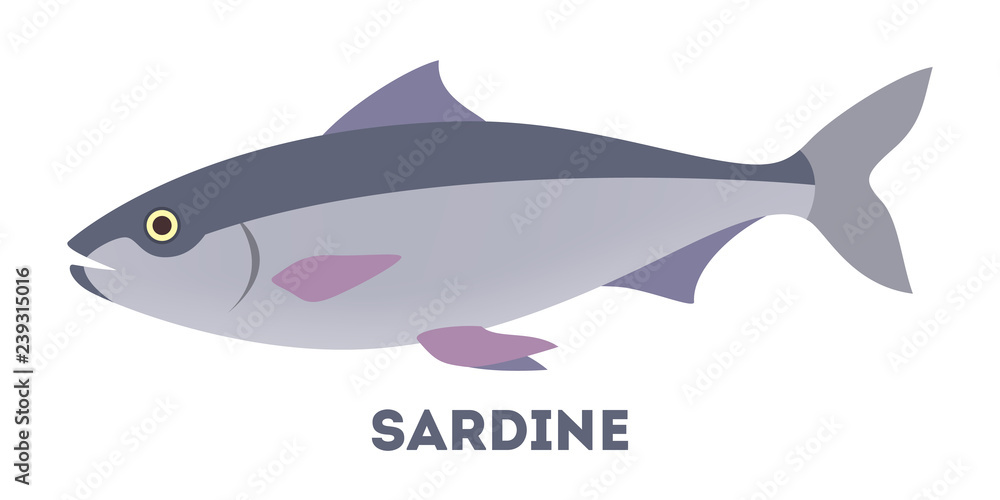 Sardine fish from the ocean or sea.