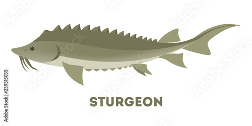 Sturgeon fish from the ocean or sea.