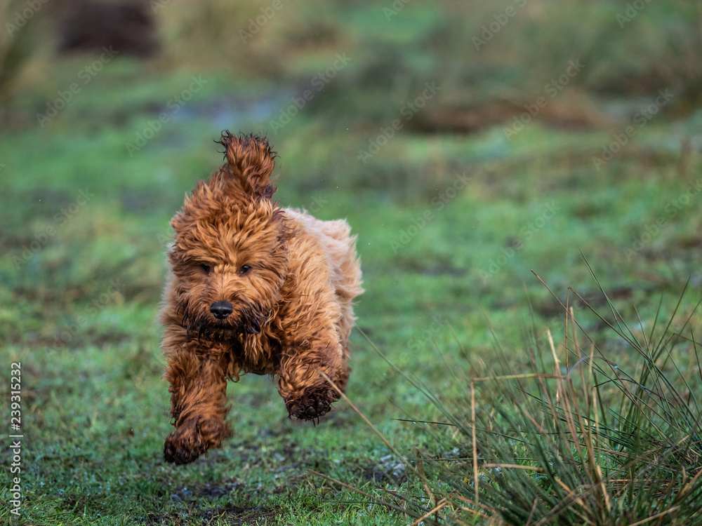 Running best sale with cockapoo