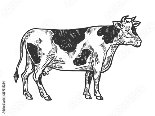 Cow rural farm animal engraving vector illustration. Scratch board style imitation. Black and white hand drawn image.