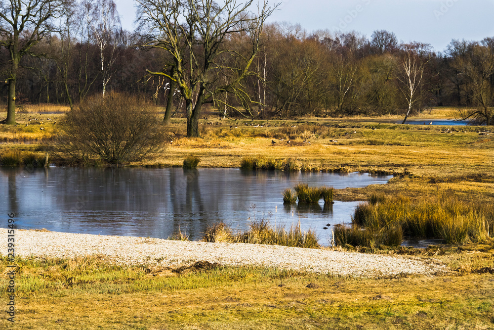 Fototapeta premium landscape with lake and trees in winter