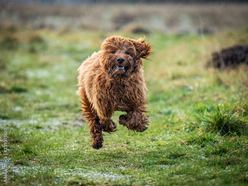 Fototapeta premium Cockapoo puppy running