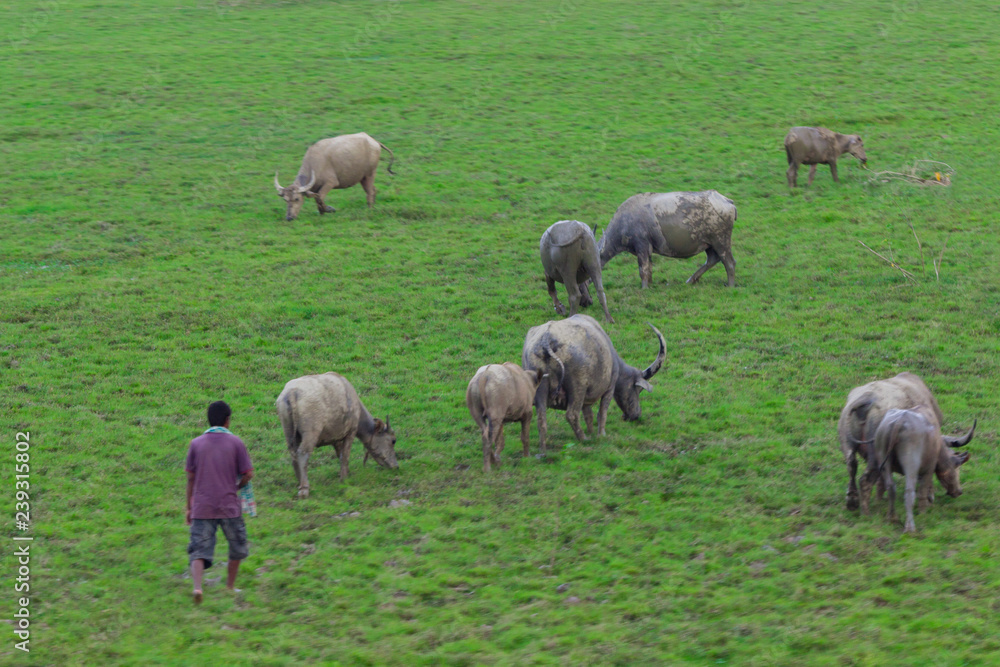 a herdsman and a herd of bulls that graze on a green meadow a herdsman and a herd of bulls that graze on a green meadow