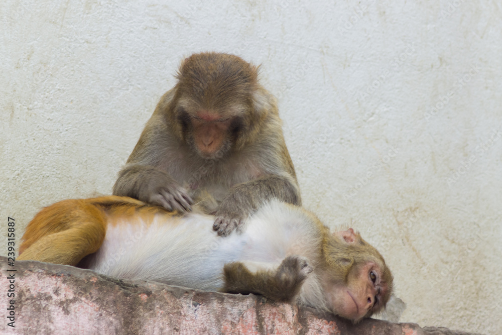 cute monkey with different emotions on face cute monkey with different emotions on face