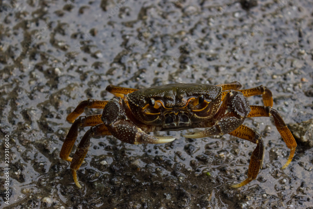 delicious crab sits on a wet road holding pincers ready to attack