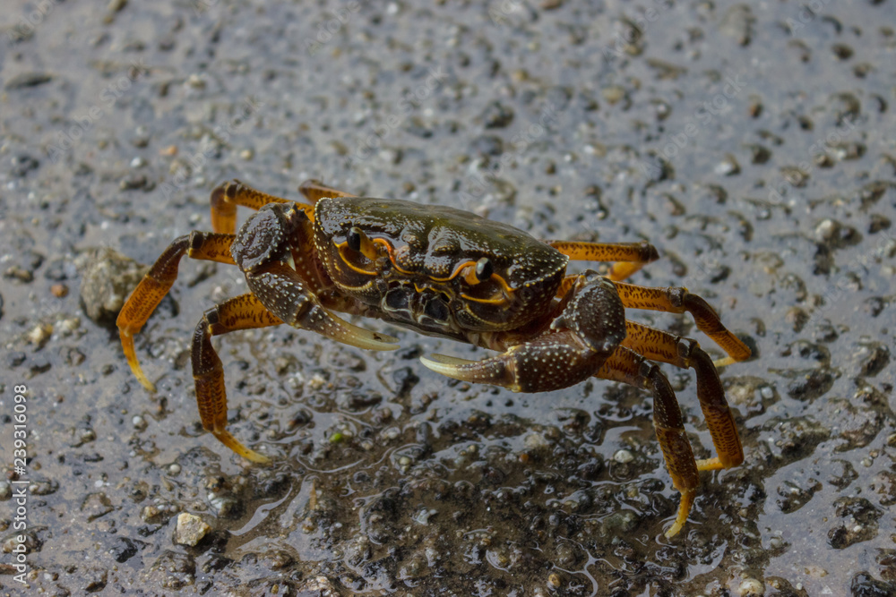 delicious crab sits on a wet road holding pincers ready to attack