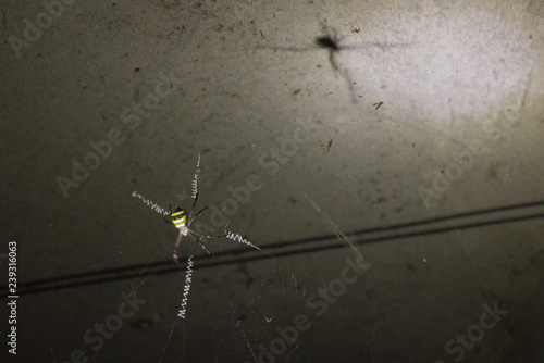 a large tropical yellow spider sits on a cobweb photo